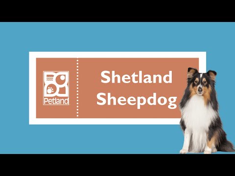 , title : 'Shetland Sheepdog Fun Facts'