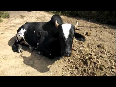 Farmstay in Brazil - few animals we have here