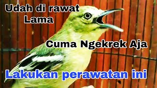 Download lagu Cara nyeting burung sirtu yang ngekrek aja dan tidak mau berkicau. mp3 Download lagu Cara nyeting burung sirtu yang ngekrek aja dan tidak mau berkicau. mp3