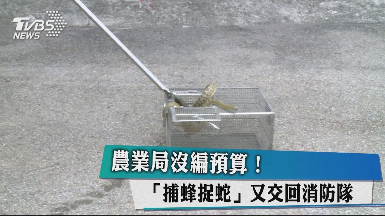 農業局沒編預算！　「捕蜂捉蛇」又交回消防隊