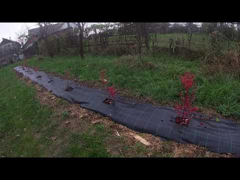 Plantarea afinului cerinte fata de sol si apa