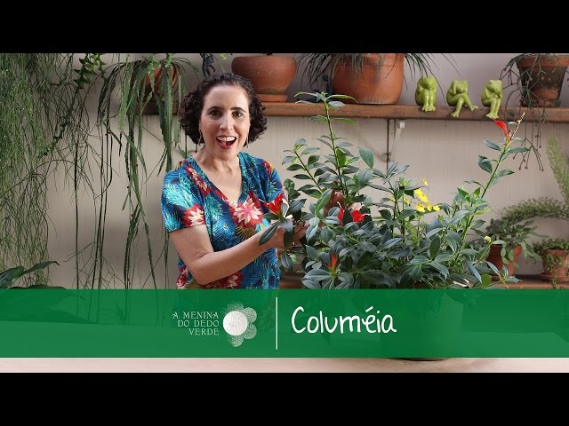 Video Pronunciation of aeschynanthus in English Video Pronunciation of aeschynanthus in English