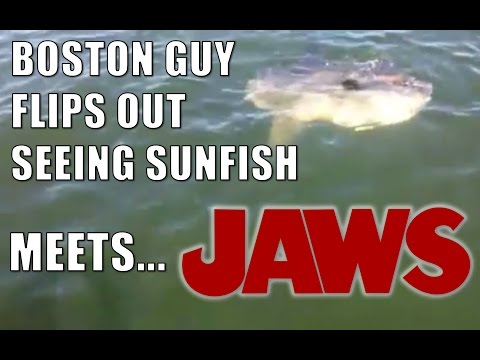 Boston Guy reacts to Sunfish - JAWS mashup trailer