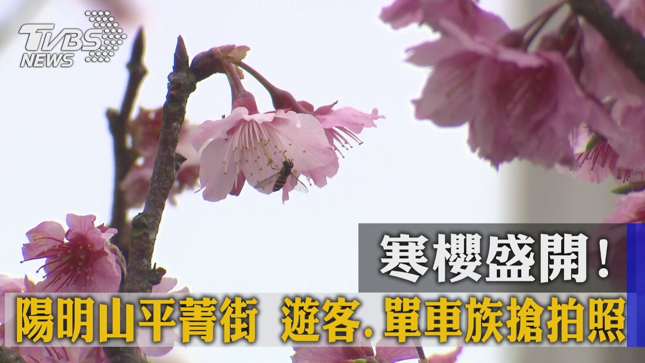 寒櫻盛開！陽明山平菁街　遊客、單車族搶拍照