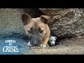 Puppies Living In A Huge Rock Are At A Life Crisis Without Any Food | Animal in Crisis EP124 Puppies Living In A Huge Rock Are At A Life Crisis Without Any Food | Animal in Crisis EP124