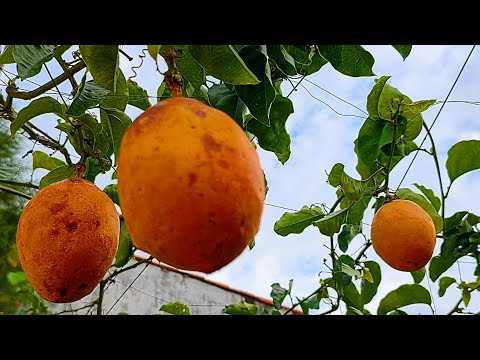 Sweet passion fruit or Passiflora alta Curtis.