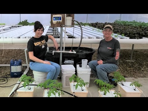Hydroponic Tomato Nutrients | Measuring, Mixing, Tank System and Growing Tips