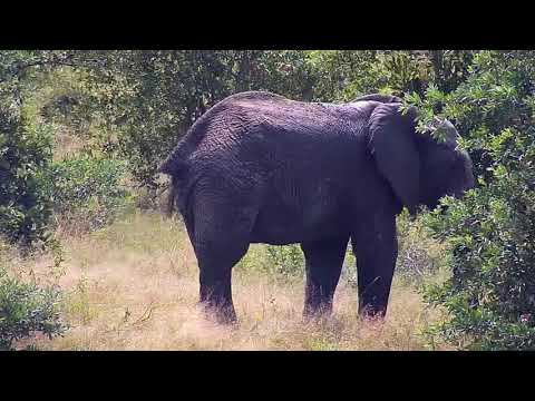 Djuma: Elephant herd scattered about - 10:32 - 03/11/21