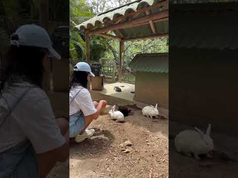 Los huéspedes favoritos de Ankua EcoHotel 🐰 | Ecohotel Usiacurí Colombia