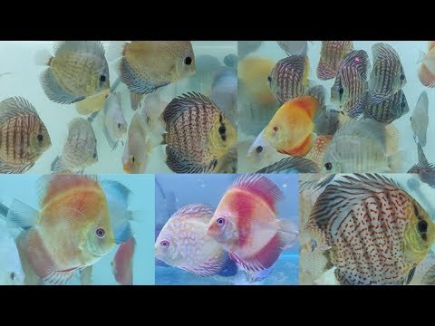 Discus Fish at AMart Aquatic World Fish Store Kurla