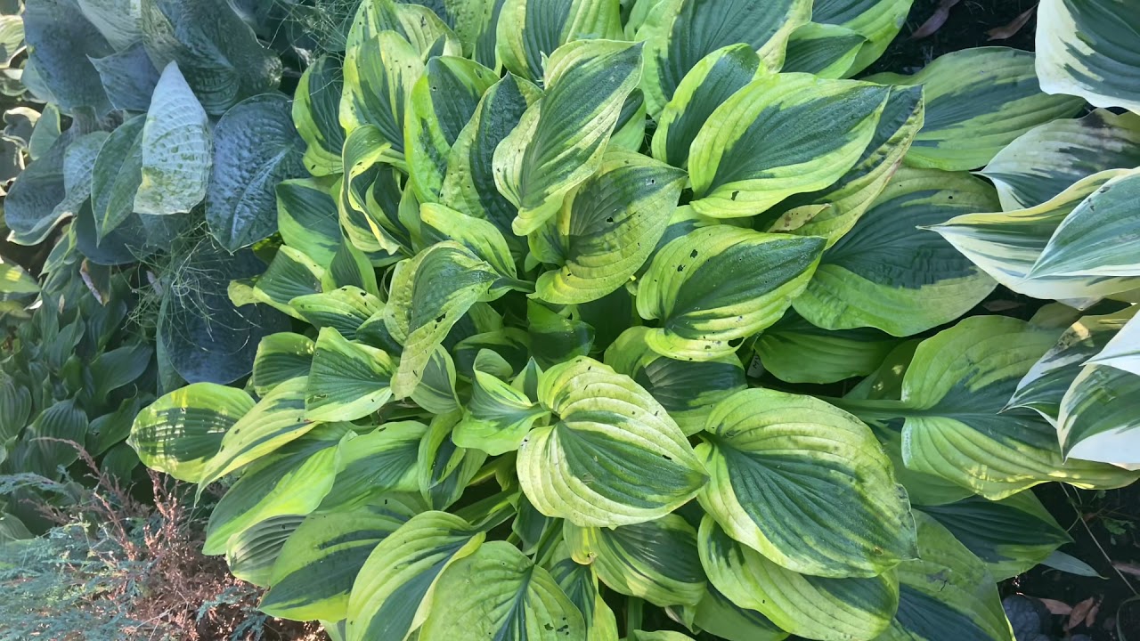 Хоста мун сплит (hosta moon split)