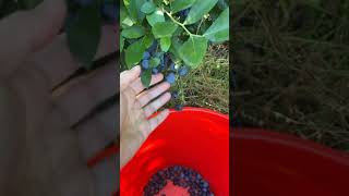 ASMR Blueberry picking in New Zealand | Fresh Blueberries #shorts