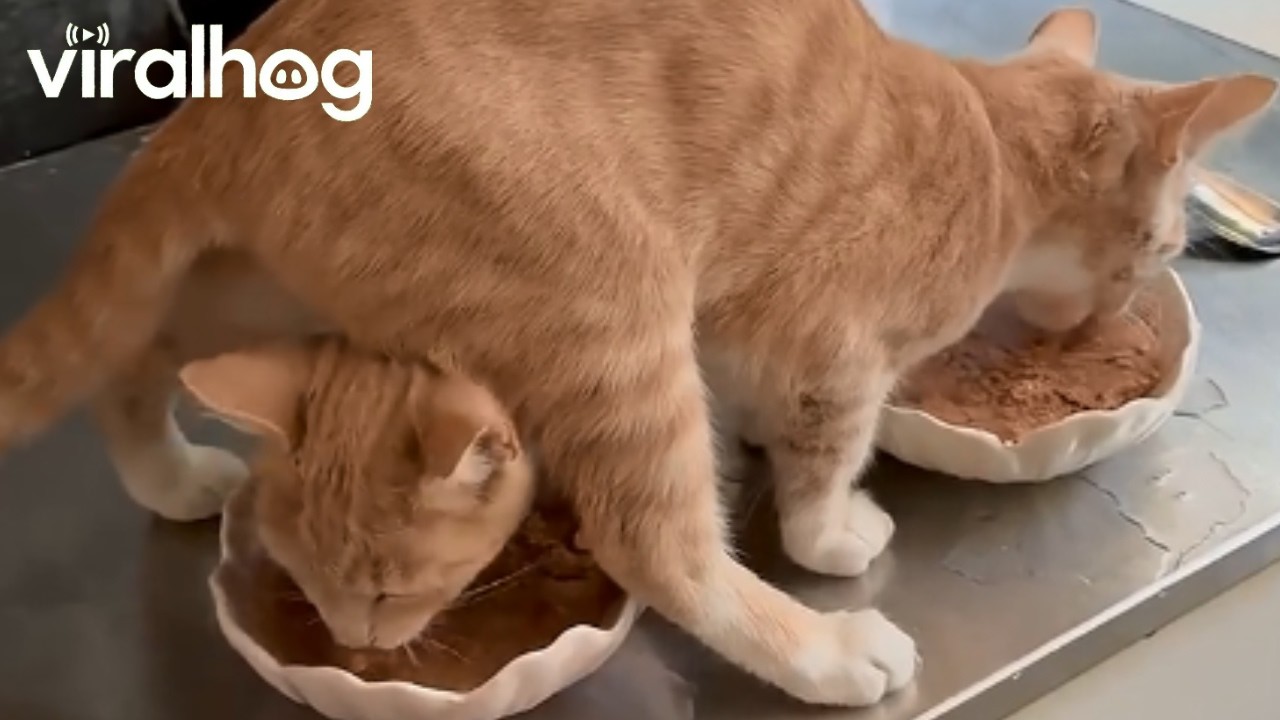 Funny Orange Cat Feeding Time || ViralHog