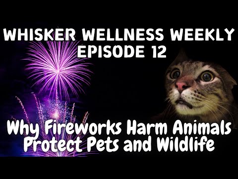 Ep12: Why Fireworks Harm Animals: Protect Pets and Wildlife