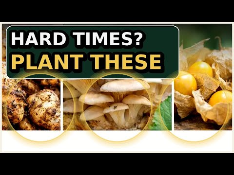 10 Survival Garden Crops That Feed You + Stock a Home “Garden Apothecary”