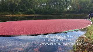 Cape Cod Cranberry Harvest