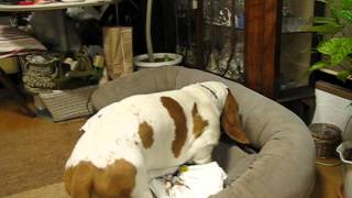 Basset Hound making his bed