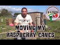 Moving my raspberry canes