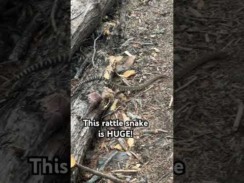 Rattle snake on the pct!