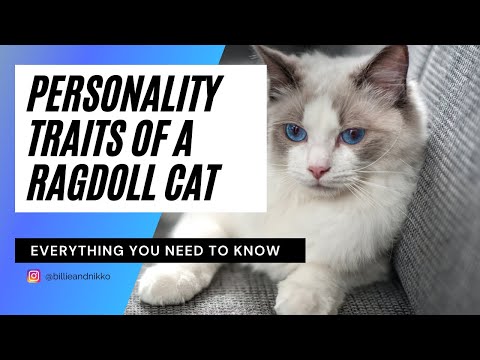 Personality & characteristics of a Ragdoll cat