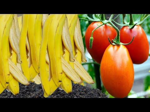 , title : '✽ FERTILIZANTE con CÁSCARA DE PLÁTANO Banana ➤ Floración y Frutos (Fertilizante para Tomates)'
