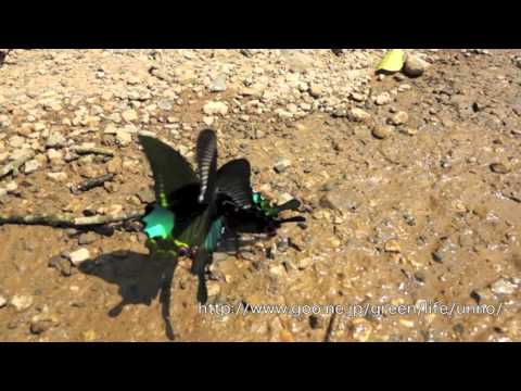 ルリモンアゲハの飛翔　Papilio paris