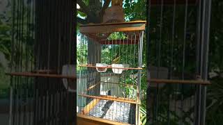 Download lagu pleci dakbal eks loloh umur 6bln nembak sejalur panjang mp3