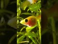 She Gave Birth to a Dead Baby 🐟