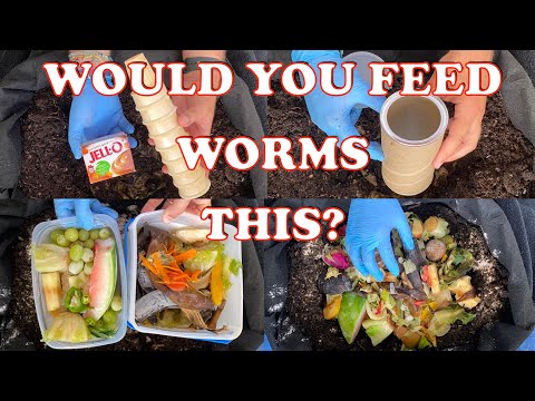 6000 Red Wigglers Get Odd Massive Feeding + Worm Time Lapse | Vermicompost Worm Farm