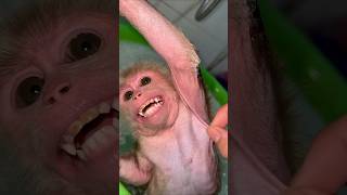 Download lagu Itchy monkey armpit⁉️ #funny #comedy #monkey #babymonkey #animals #shortvideo #funny #trending mp3