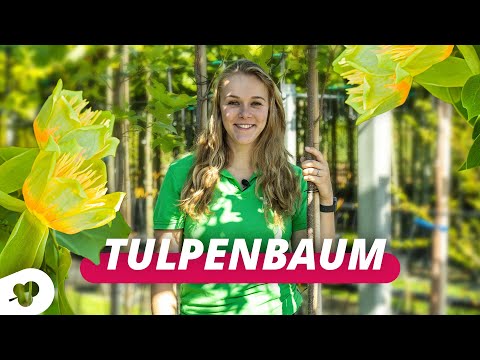 Der Tulpenbaum | Baumgeflüster #113