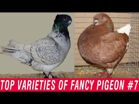 , title : 'Top Varieties Of Fancy Pigeon #7'