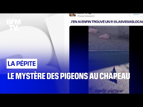 Le mystère des pigeons au chapeau