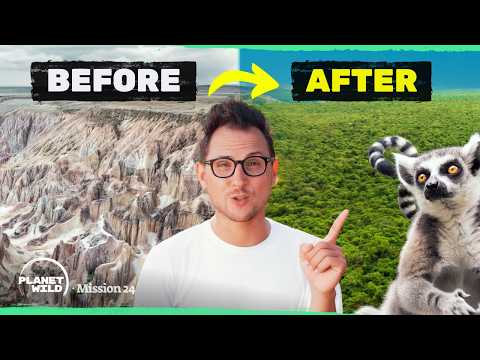 Can we rebuild the Lemur forest?