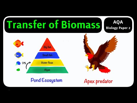 GCSE Biology AQA - Transfer of Biomass | Energy Flow in Food Chains [2026 exam]