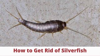 Silverfish: How To Get Rid of Them & Prevent an Infestation (3 Easy Step) | The Guardians Choice