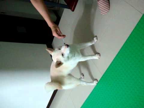 饅頭愛吃藥(原發表者:JeffreyTsai)(影片)