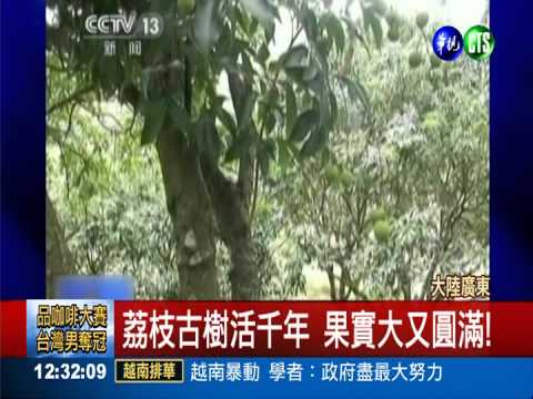 楊貴妃吃過的... 荔枝1顆賣5400元