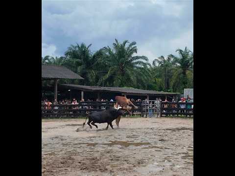 โหนดปานพยัคฆ์ภูมิทรัพย์นำชัย (คุณปาน) ค่ายโคเพชรริมราง นาตาล่วงตรัง