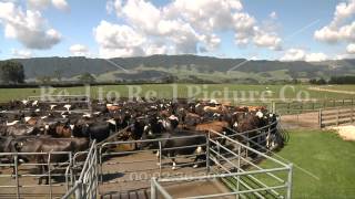Matamata Dairy.mp4