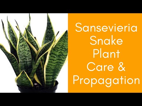 , title : 'Sansevieria Snake Plant PROPAGATION care and BENEFITS of Mother in law's tongue -Moody Blooms'