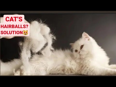 How to remove hairball of persian cat's||Hairballs in cats||Most effective idea😻||🌍#persiancat#cats🌎