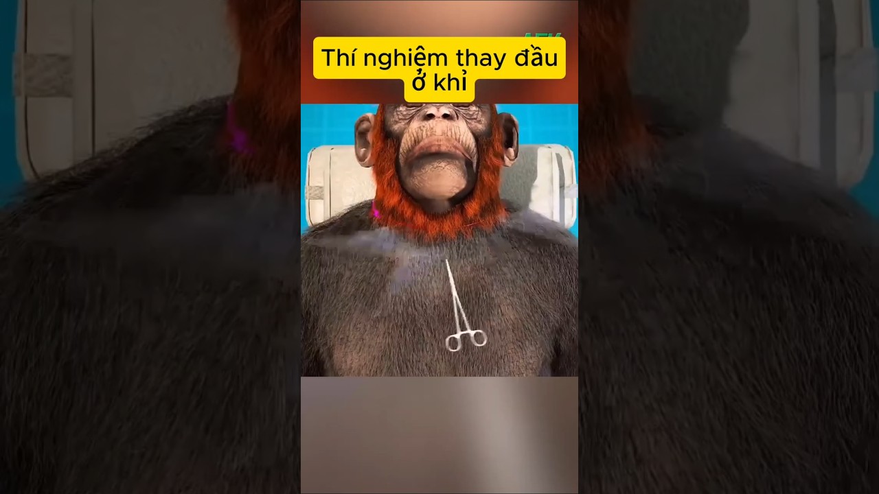 Hãi hùng thí nghiệm thay đầu ở khỉ
