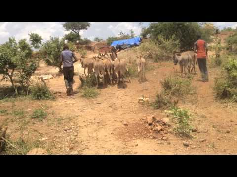 Help Poor Working Donkeys at Local Gold Mines