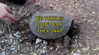 The lost teenage mutant ninja turtle named Icanttellya whereimat