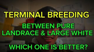 Terminal Breeding between pure Landrace and Large White, Which one is better?