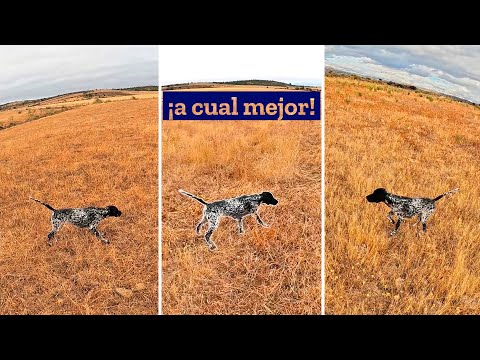 𝗦𝗲 𝗮𝗽𝗹𝗮𝘀𝘁𝗮𝗻 como LIEBRES🐇 𝐩𝐞𝐫𝐨 𝐧𝐨 𝐥𝐞𝐬 𝐬𝐢𝐫𝐯𝐞 𝐝𝐞 𝐧𝐚𝐝𝐚🔝