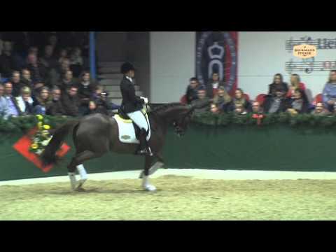 Dimaggio v. Don Primero - World Cup, Hengstvorführung Vechta 2013 - Böckmann Pferde