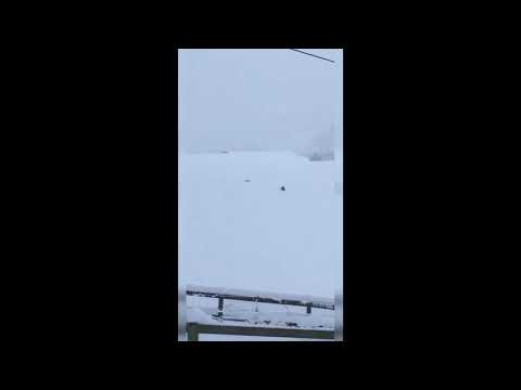 Hare outsmarts "killer" stoat by giving it the run around in thick Scottish snow