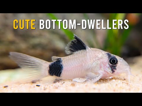 Panda Corydoras — Corydoras panda v akváriu